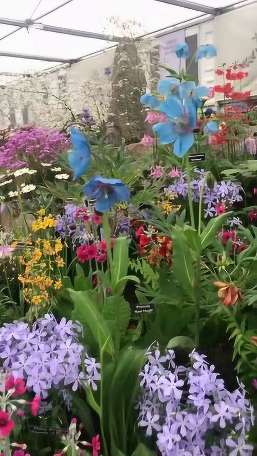 四、 宿根及灌木类花卉