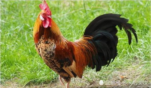 1. 高度的自律性与责任感