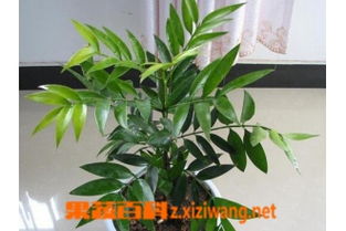 竹柏树的文化内涵与象征意义