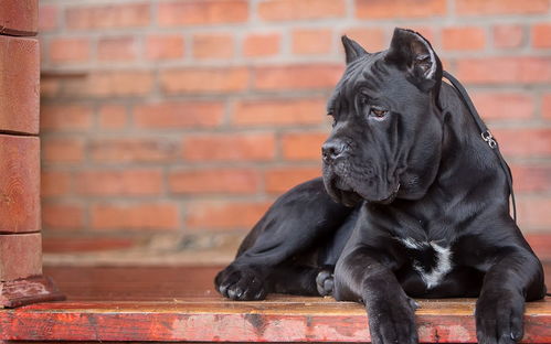 将大费周折打一生肖，这是什么生肖的别称？