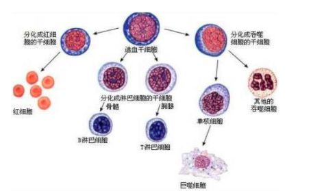 手脚冰凉的生理机制与调理需求之系统性分析