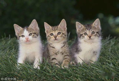 良好听又吉祥的猫名推荐