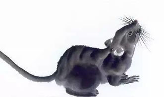 鼠年出生者之命运特征：机敏与坚韧的交织