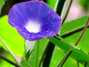 如何用最简单的方法化解风水中的牵牛冲牵牛煞？