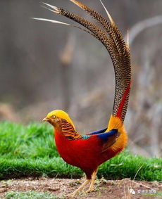 秦桑低绿枝，月黑风高猜一生肖，是哪种长尾动物？