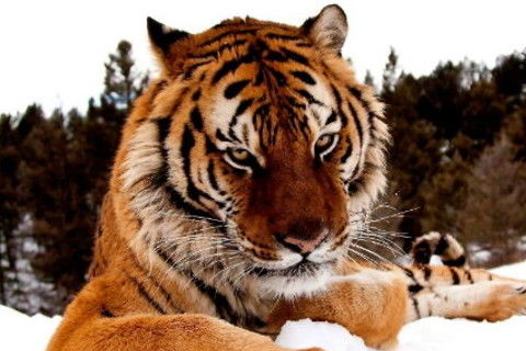 1986年属虎女性2026年全年运势及运程具体如何？