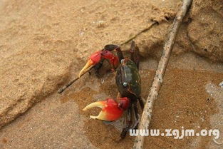 梦见河里抓螃蟹是什么预兆或有什么特殊含义？