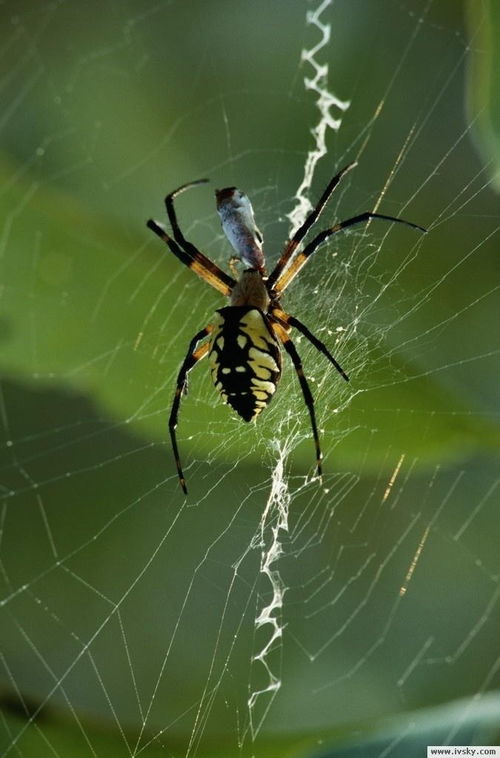 蛛网蔓延：困境重重与家族衰败