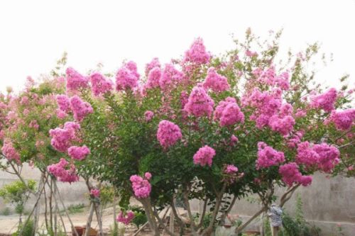 家里种植紫薇会对风水产生怎样的影响呢？