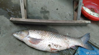 5月份适合养鱼的吉日是哪一天？