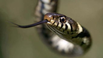 1977年出生属蛇的人，2026年的运势具体如何？