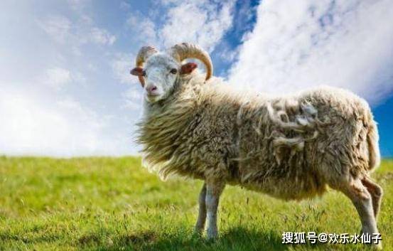 3月属羊财运如何？属羊人这几个月财运状况怎样？