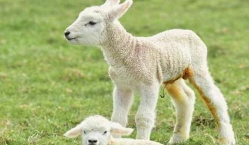 2026年属羊的人婚姻状况如何，与哪些生肖最匹配？