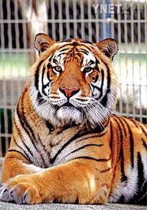 1986年属什么生肖，今年多少岁了？