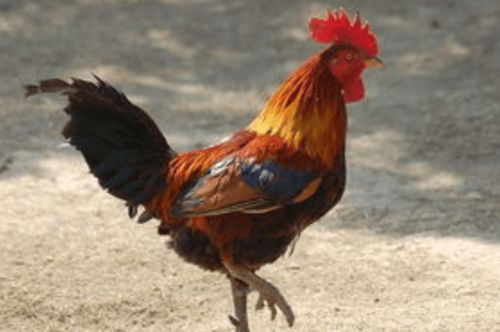 2026年属鸡的人下半年运势如何，是不是会很惨？