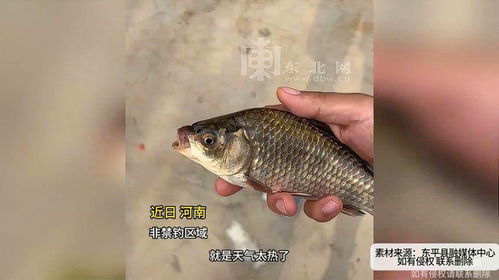 大海水命男主家能否挂九鱼图？养鱼数量如何调整风水？