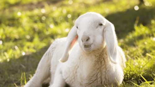 农历6月：福气满满大善人