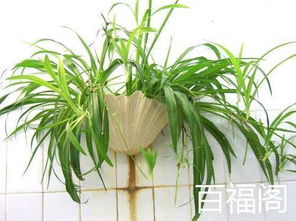 （二） 吊兰：营造雅静氛围与调节气场平衡