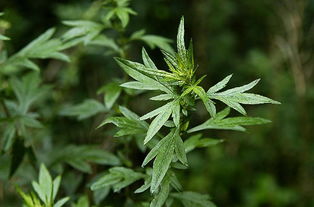 二、 艾草之药理特性与风水属性的复合阐释