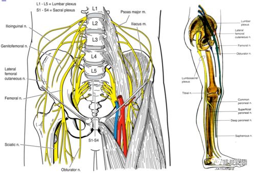 东方神骏组合：传统与现代交织的新声场域