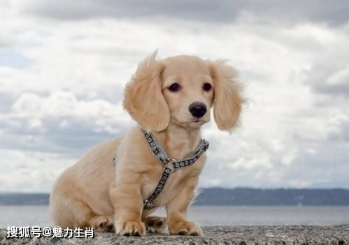 1971年属什么生肖？70年的狗是什么命，其含义是什么？