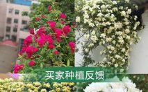 关于2025年7月15日作为木香花种植与庭院开业吉日的风水学解析报告
