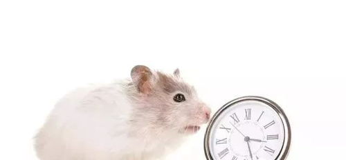 属鼠天蝎女与属猪摩羯男婚姻配对如何？有何特别含义？