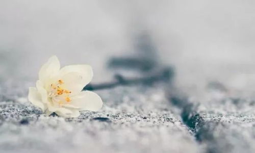 人生旅程的比喻：关注过程而非终点