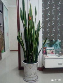 二、 养护对风水的积极影响