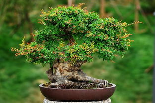 3. 风水学中的吉祥象征