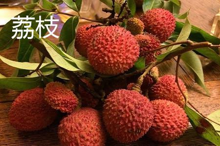 2. 楼顶种植荔枝、 龙眼的优势