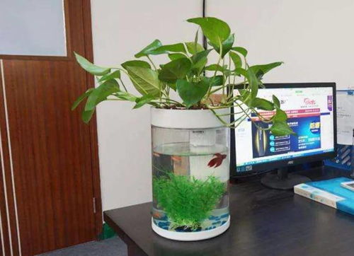 六、植物点缀：增添生气与化解煞气