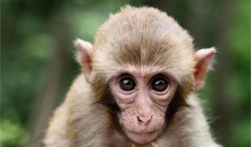 2026年属猴男性在五月份的运势如何？