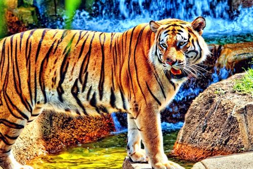 2000年属龙的人19岁时属什么生肖，他们的婚配有何特殊含义？