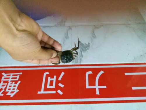 梦见蚕的象征意义是什么？周公解梦栏目嫩解答吗？