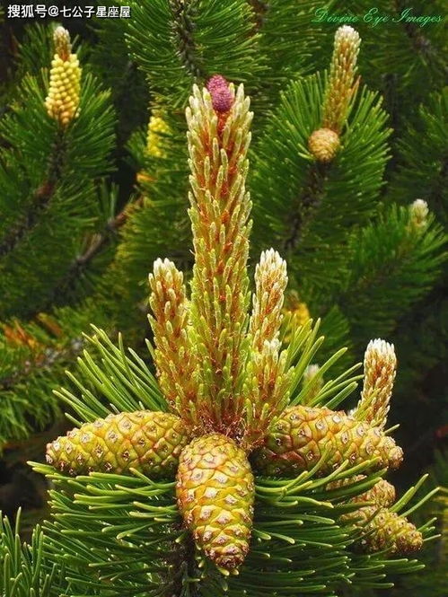 松树代表什么生肖？松树有伴马见草猜一个生肖是什么生肖？