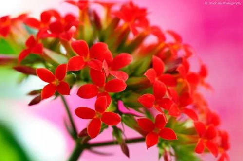 啊啊啊！那些不属龙的女人们起的网名简直绝了！