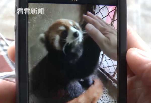一、 生肖与星象的交织：小猫的命运暗示