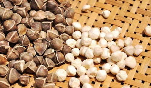 一、 体质虚弱及患有基础疾病者：慎食为宜