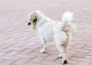 ：灵性生命的终章与玄学视角的审视