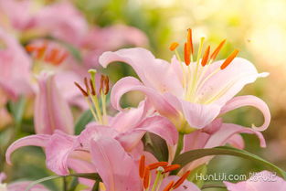 百合花：纯洁无瑕与百年好合