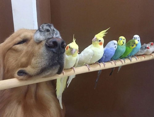 七、人犬共存——人与鸟共同成长之道 (Human-Bird Coexistence)