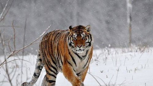 正月生虎命楚，命运能否改写？