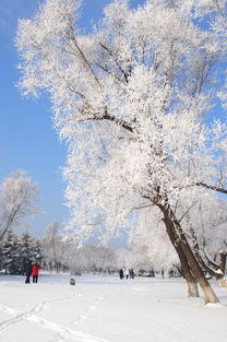 游客们的冬日乐园