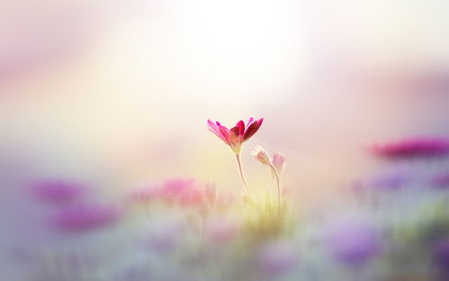 巨蟹座：黏人精转世，感情全靠死缠烂打