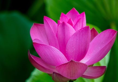 白露之后哪些生肖财运亨通，日子越来越富足呢？