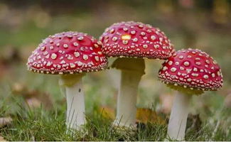 梦见采蘑菇预示着什么吉凶？