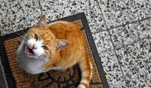 一、 关于猫咪梦中发声的神经生理状况机制