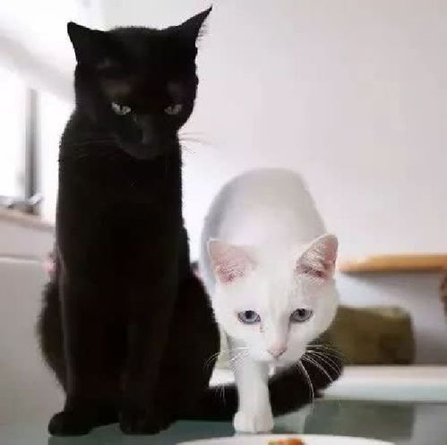 二、 黑猫形象在跨文化底蕴语境中的差异化解读