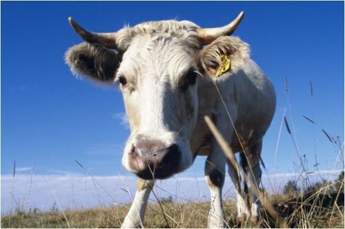 1985年属牛男性命运是什么，其命理含义又代表着怎样的生活特质？